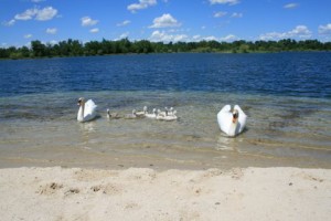 005-swans - lake