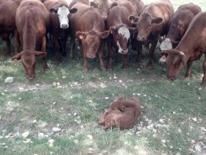 160-Newborn calf 8-22-13